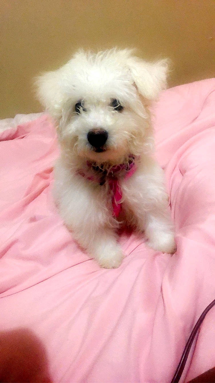 Arizona is registered to the contest to win money with this photo: bichon, bolognese, bolonka, canidae, carnivore, companion_dog, coton_de_tulear, dog, dog_breed, havanese, kyi_leo, maltepoo, maltese, mammal, poodle_crossbreed, puppy, schnoodle, toy_poodle, vertebrate, west_highland_white_terrier