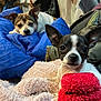 Bella is registered to the contest to win money with this photo: dog, small_dog, blanket, blue_blanket, red_toy, indoor, cozy, resting, relaxed, fur, pet, cute, animal, pile, cushion, soft, looking, ears, face, companion