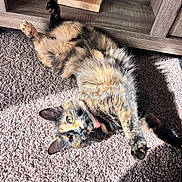 Prada Chanel is registered to the contest to win money with this photo: cat, tortoiseshell, carpet, indoor, sunlight, stretching, wooden_shelf, candle, cranberry_cider, pet, fur, relaxed, playful, collar, yellow_eyes, shadow, floor, home, cozy, animal