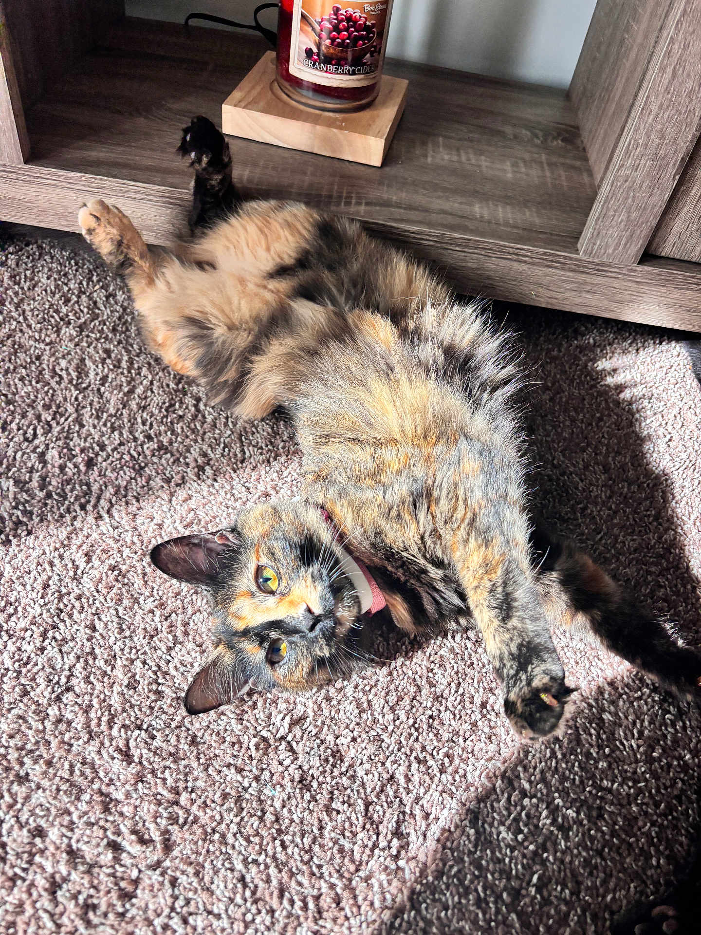 Prada Chanel is registered to the contest to win money with this photo: cat, tortoiseshell, carpet, indoor, sunlight, stretching, wooden_shelf, candle, cranberry_cider, pet, fur, relaxed, playful, collar, yellow_eyes, shadow, floor, home, cozy, animal