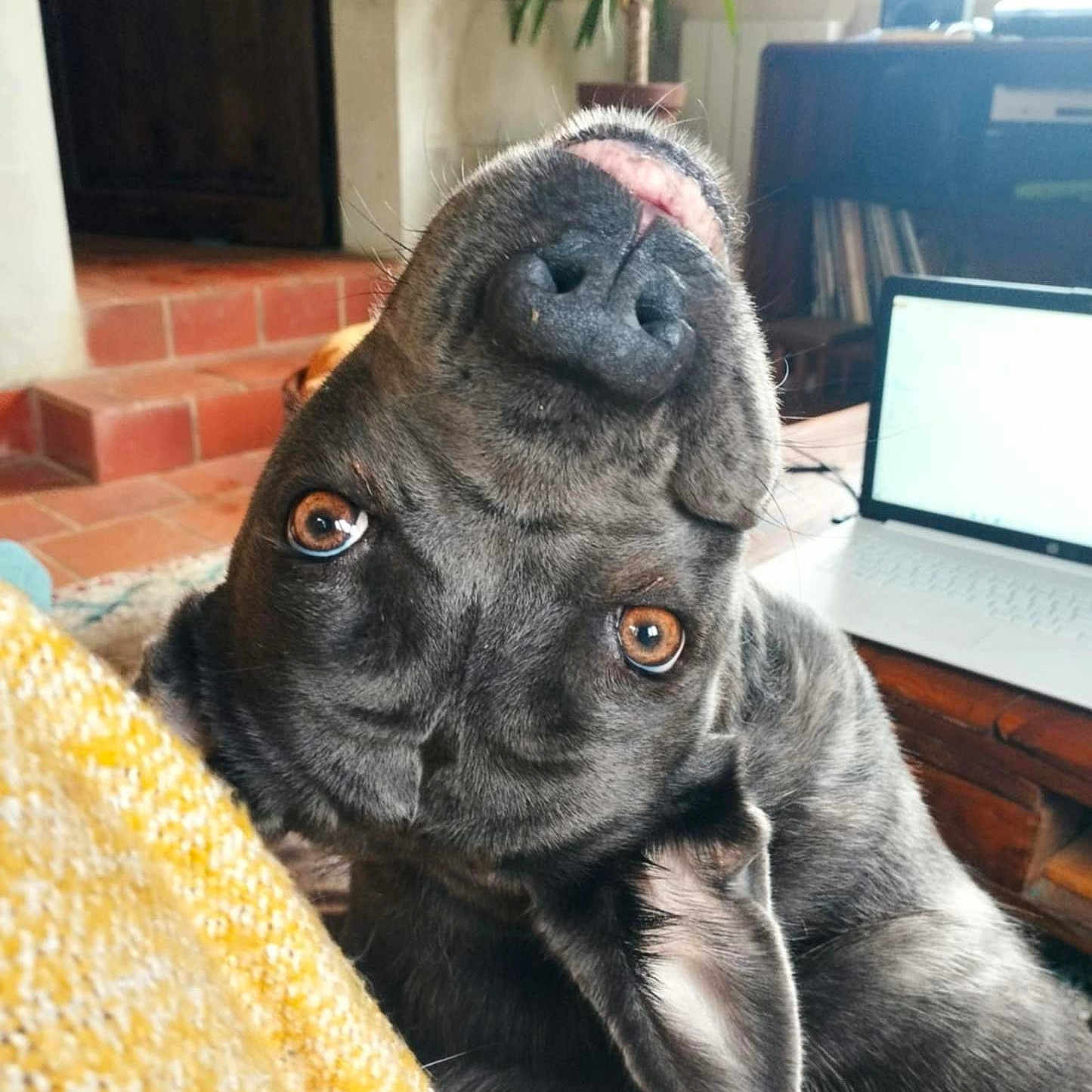 Rosalie a rejoint le concours — aidez-le/la à gagner de superbes lots ! dog, pet, indoor, curious, brown_eyes, close_up, face, head_tilt, fur, ears, laptop, wooden_table, plant, brick_floor, stairs, yellow_blanket, cozy, home, furniture, technology