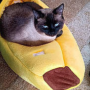Zoey joined the competition — help win amazing prizes! cat, siamese_cat, pet_bed, banana_bed, yellow, indoor, carpet, furniture, wooden_floor, cozy, relaxed, animal, fur, blue_eyes, resting, cute, household, domestic, comfortable, cat_bed