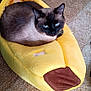 cat, siamese_cat, pet_bed, banana_bed, yellow, indoor, carpet, furniture, wooden_floor, cozy, relaxed, animal, fur, blue_eyes, resting, cute, household, domestic, comfortable, cat_bed