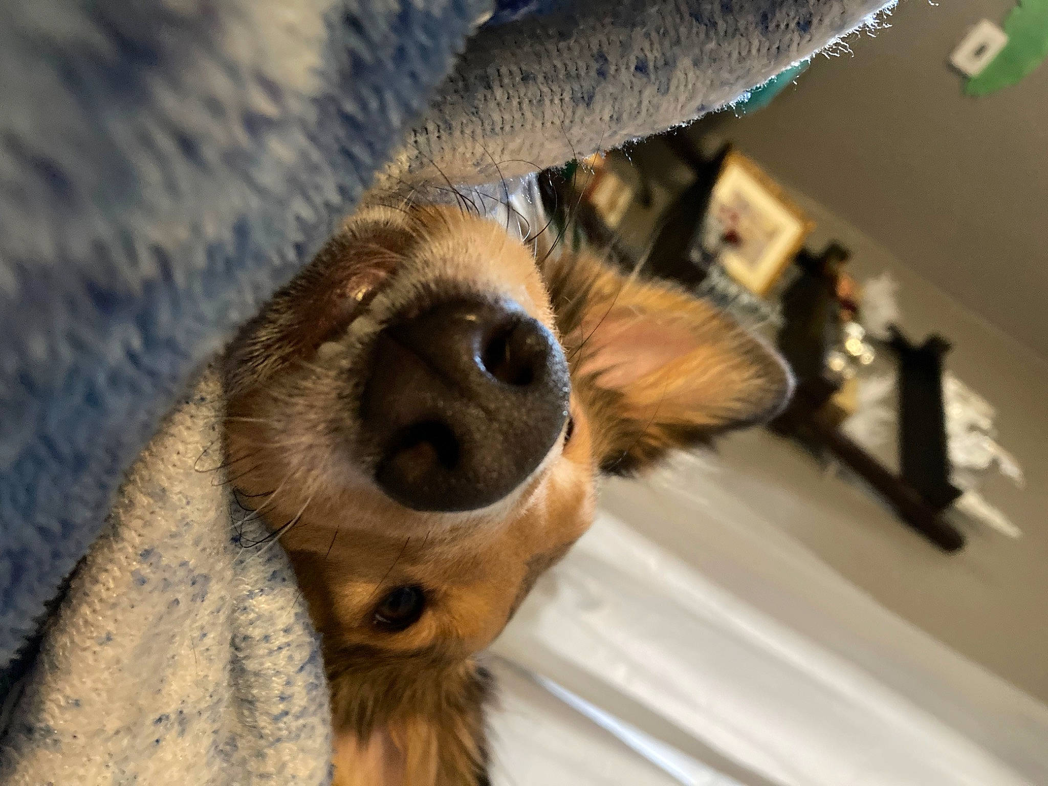 Moxie is registered to the contest to win money with this photo: canidae, carnivore, claw, close_up, companion_dog, dog, dog_breed, eyelash, fawn, fur, human_leg, paw, snout, sporting_group, terrestrial_animal, whiskers, wildlife, wing, wood, working_animal