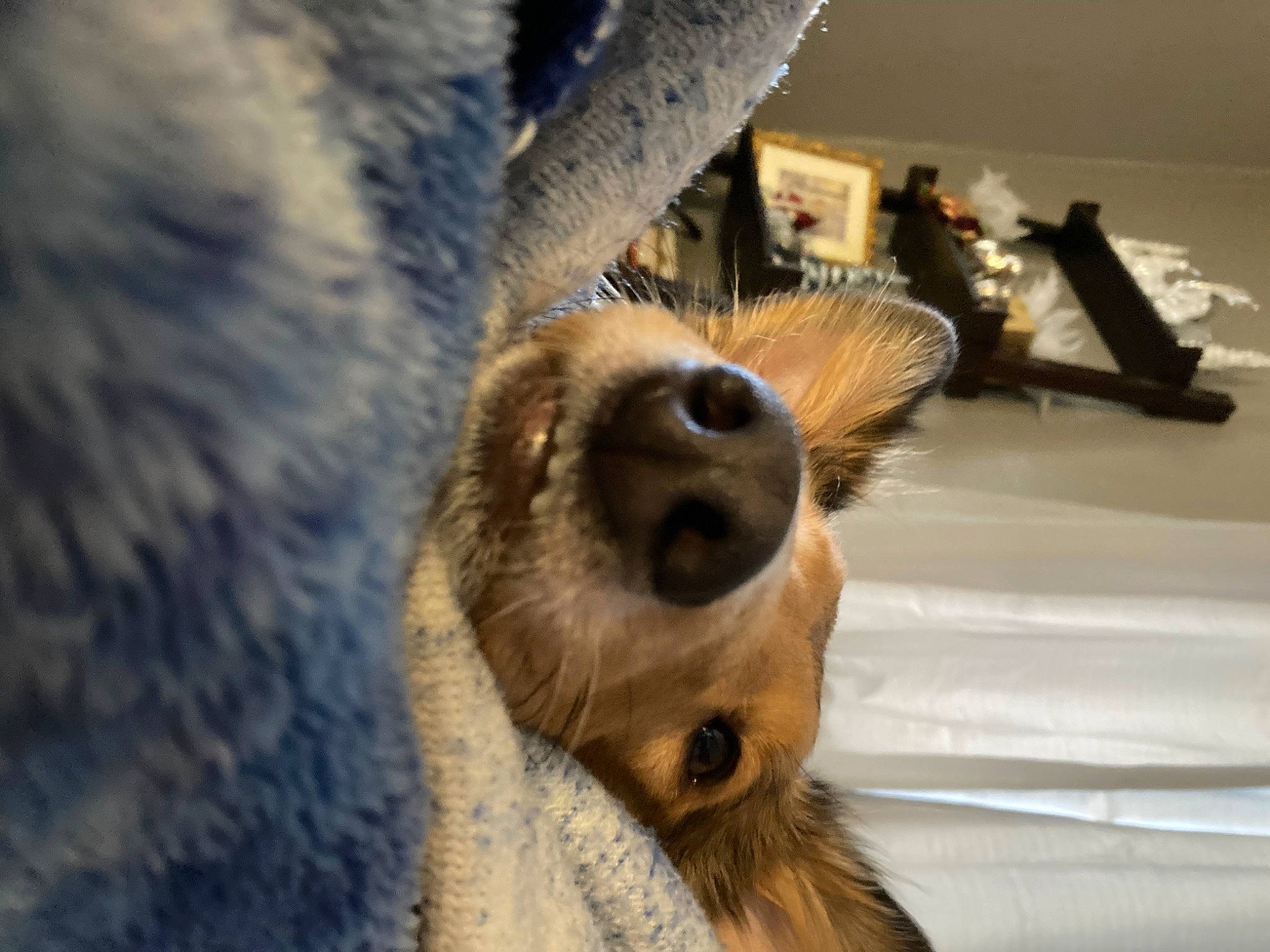 Moxie joined the competition — help win amazing prizes! canidae, carnivore, claw, dog_breed, fawn, foot, fur, marsupial, meerkat, paw, sloth, snout, tail, terrestrial_animal, two_toed_sloth, whiskers, wood