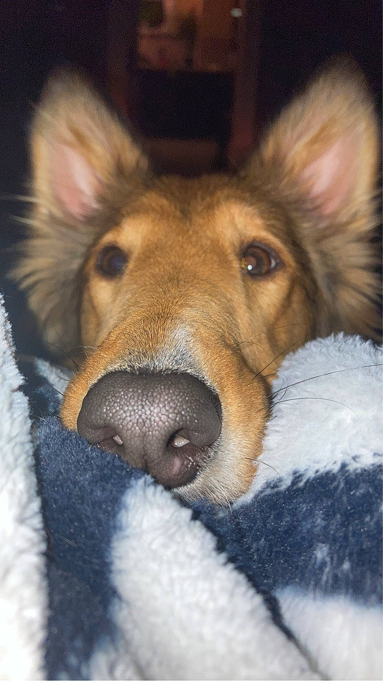 Moxie joined the competition — help win amazing prizes! canidae, carnivore, comfort, companion_dog, dog, dog_breed, ear, east_european_shepherd, eye, fawn, fur, jaw, old_german_shepherd_dog, pack_animal, snout, sporting_group, terrestrial_animal, whiskers, working_animal, working_dog