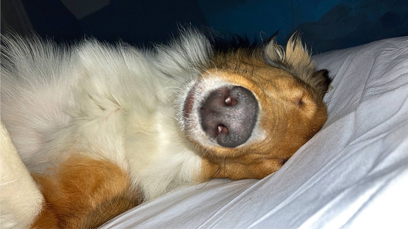 Moxie is registered to the contest to win money with this photo: ball, canidae, carnivore, claw, comfort, companion_dog, dog, dog_breed, eye, fawn, felidae, foot, fur, paw, small_to_medium_sized_cats, snout, sporting_group, terrestrial_animal, whiskers, wildlife