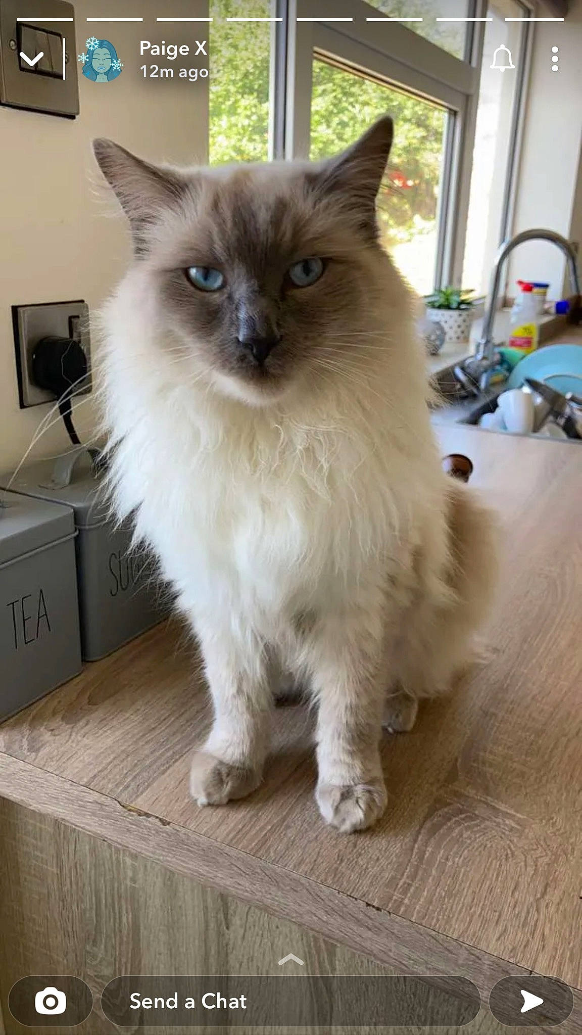 Hugo joined the competition — help win amazing prizes! balinese, birman, carnivore, cat, fawn, felidae, flooring, fur, hardwood, ragdoll, siamese, small_to_medium_sized_cats, snout, tail, terrestrial_animal, thai, whiskers, window