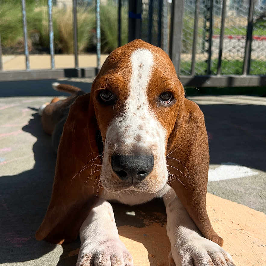 Buster is registered to the contest to win money with this photo: animal, architecture, beagle, building, bulldog, canine, cattle, cow, dog, fence, hound, labradorretriever, livestock, outdoors, pet, pitbull, pointer, puppy, shelter, snout