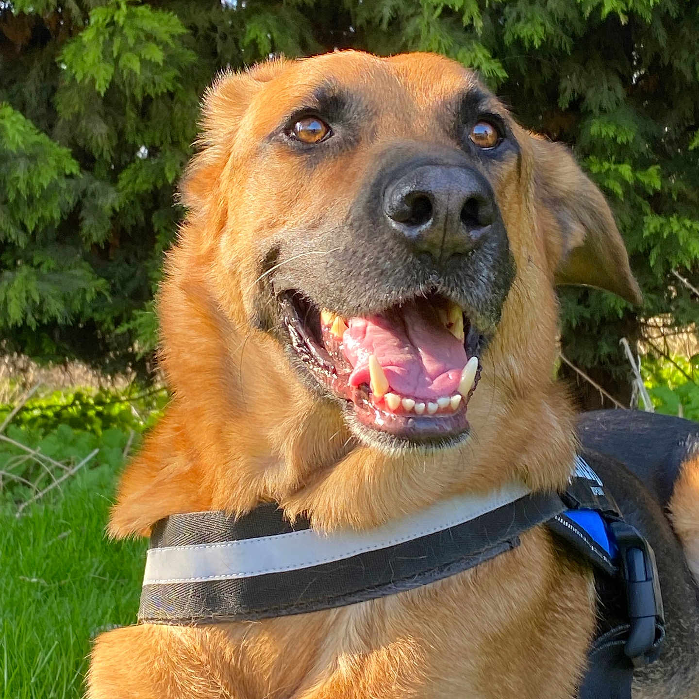 Seth a rejoint le concours — aidez-le/la à gagner de superbes lots ! accessories, animal, bodypart, canine, dog, goldenretriever, grass, hound, labradorretriever, mouth, outdoors, person, pet, plant, policedog, puppy, strap, teeth, tree, vegetation