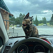 Lou participe au concours pour gagner de l'argent avec cette photo : cat, tortoiseshell_cat, dashboard, car_interior, steering_wheel, speedometer, cloudy_sky, trees, parking_lot, vehicle, window, collar, pet, animal, outdoor, gray_sky, wooden_building, nature, road, feline
