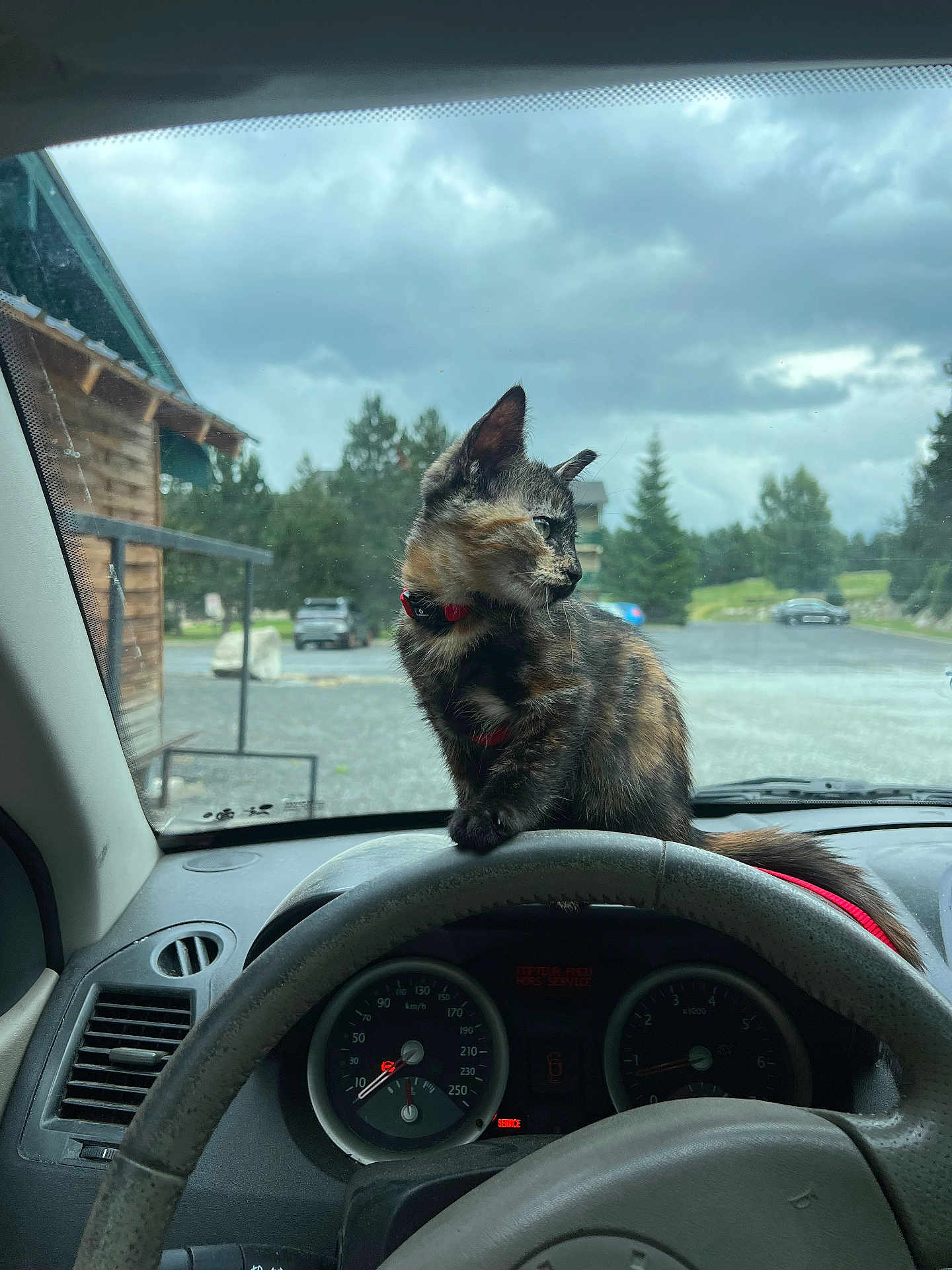 Lou participe au concours pour gagner de l'argent avec cette photo : cat, tortoiseshell_cat, dashboard, car_interior, steering_wheel, speedometer, cloudy_sky, trees, parking_lot, vehicle, window, collar, pet, animal, outdoor, gray_sky, wooden_building, nature, road, feline