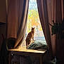 Copper is registered to the contest to win money with this photo: autumn, cat, cozy, curtains, cushion, fall_foliage, home_interior, indoor, leafy_tree, looking_out, orange_cat, pet, plant, quiet, shadow, sunlight, table, tree, window, wooden_table
