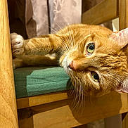 Copper joined the competition — help win amazing prizes! animal, cat, chair, close_up, cozy, curious, cute, domestic, feline, ginger_cat, green_cushion, household, indoor, mammal, pet, portrait, relaxed, resting, whiskers, wooden_furniture