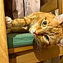 animal, cat, chair, close_up, cozy, curious, cute, domestic, feline, ginger_cat, green_cushion, household, indoor, mammal, pet, portrait, relaxed, resting, whiskers, wooden_furniture