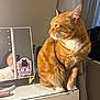 Copper is registered to the contest to win money with this photo: cat, cozy, curtains, fur, furniture, ginger_cat, indoor, light, makeup, mirror, orange, person_reflection, pet, phone, reflection, sticker, vanity_table, whiskers, white_paws, window