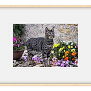Batman a rejoint le concours — aidez-le/la à gagner de superbes lots ! cat, animal, garden, flowers, plant, outdoor, pet, nature, stone_wall, greenery, purple_flowers, yellow_flowers, orange_flowers, potted_plant, tabby_cat, spotted, alert, standing, mammal, cute