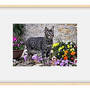 Snoupi a rejoint le concours — aidez-le/la à gagner de superbes lots ! cat, spotted_cat, flowers, garden, pot, purple_flowers, yellow_flowers, orange_flowers, rock, greenery, outdoor, pet, animal, fur, whiskers, ears, nature, mammal, portrait, curious