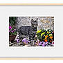 animal, cat, curious, ears, flowers, fur, garden, greenery, mammal, nature, orange_flowers, outdoor, pet, portrait, pot, purple_flowers, rock, spotted_cat, whiskers, yellow_flowers