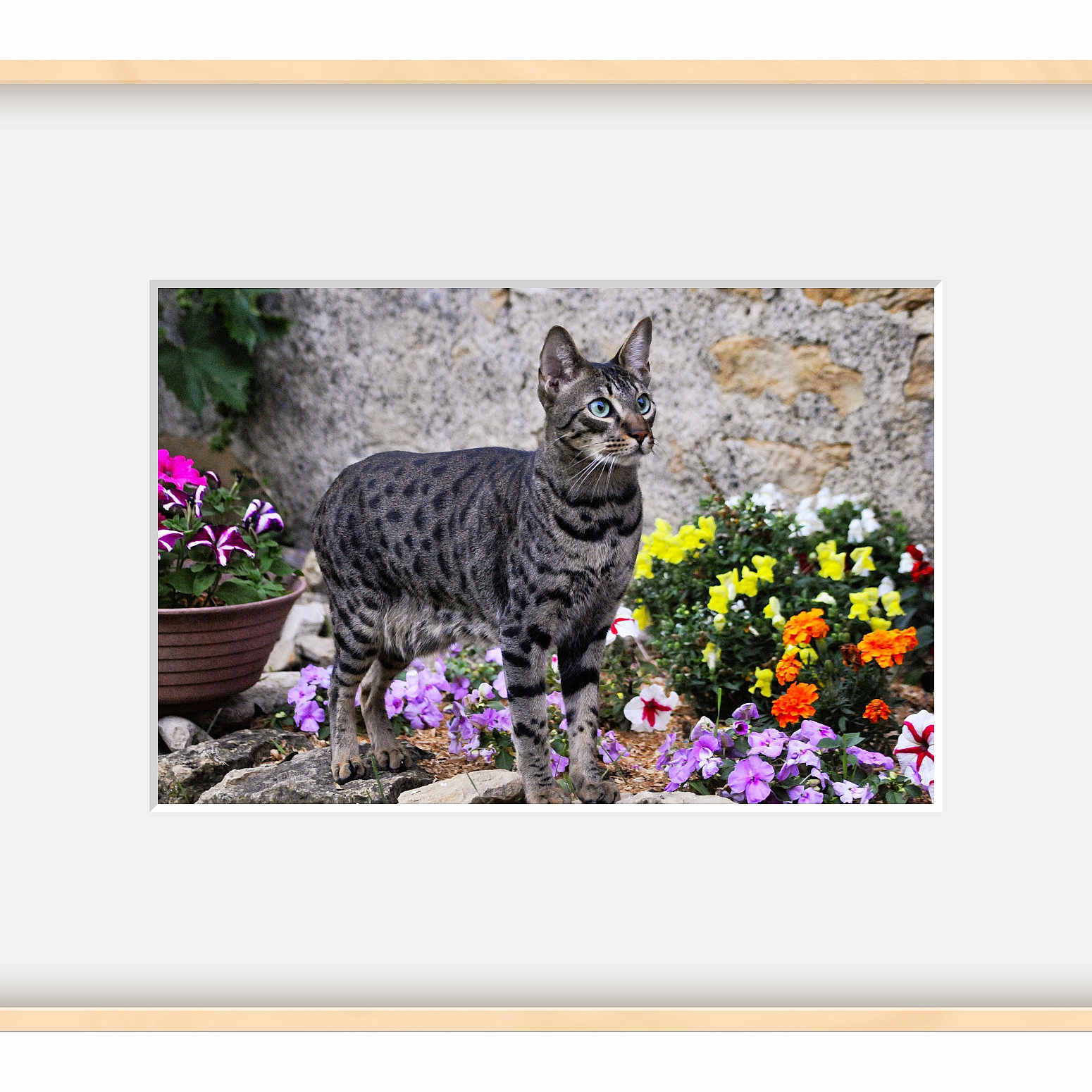 Snoupi a rejoint le concours — aidez-le/la à gagner de superbes lots ! animal, cat, curious, ears, flowers, fur, garden, greenery, mammal, nature, orange_flowers, outdoor, pet, portrait, pot, purple_flowers, rock, spotted_cat, whiskers, yellow_flowers