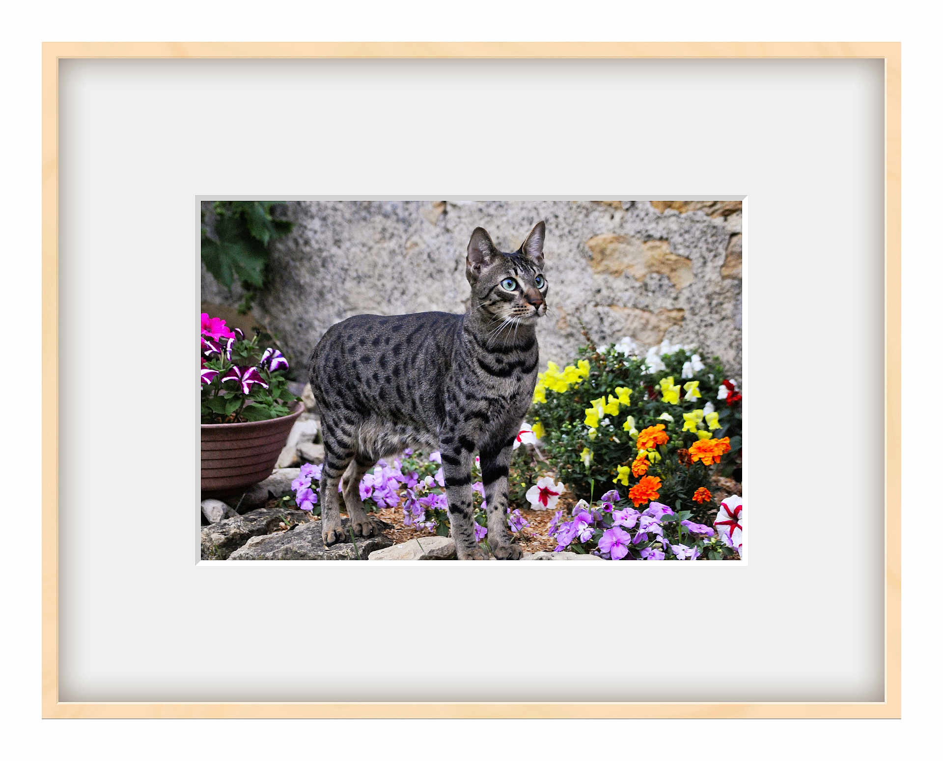 Snoupi a rejoint le concours — aidez-le/la à gagner de superbes lots ! cat, spotted_cat, flowers, garden, pot, purple_flowers, yellow_flowers, orange_flowers, rock, greenery, outdoor, pet, animal, fur, whiskers, ears, nature, mammal, portrait, curious