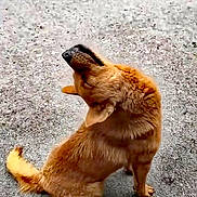Yanick Bonneau participe au concours pour gagner de l'argent avec cette photo : dog, animal, pet, sitting, outdoor, fur, tail, brown, canine, looking_up, head_tilt, ground, gravel, alone, mammal, cute, domestic, friendly, alert, natural_light