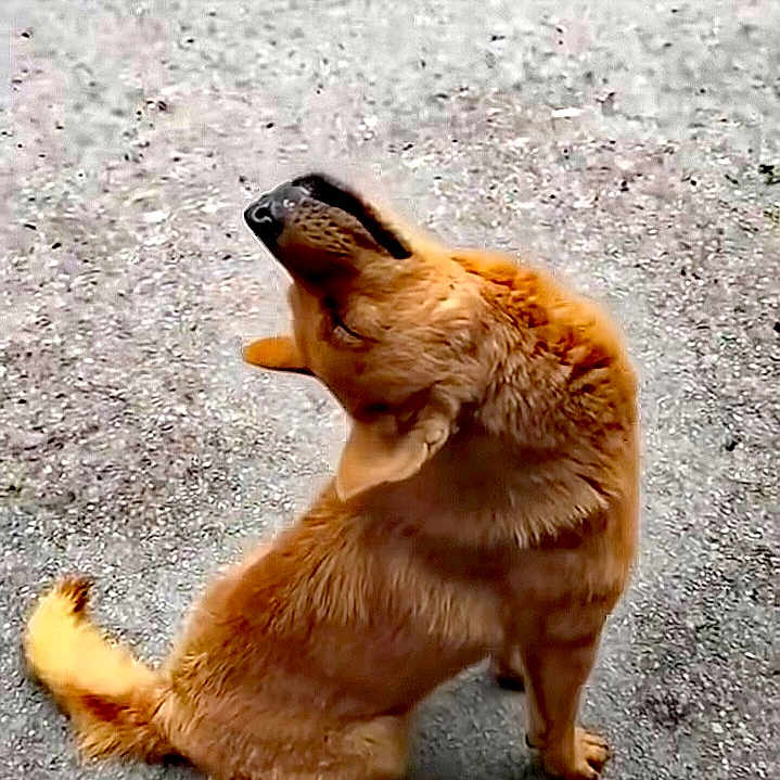 Yanick Bonneau participe au concours pour gagner de l'argent avec cette photo : alert, alone, animal, brown, canine, cute, dog, domestic, friendly, fur, gravel, ground, head_tilt, looking_up, mammal, natural_light, outdoor, pet, sitting, tail