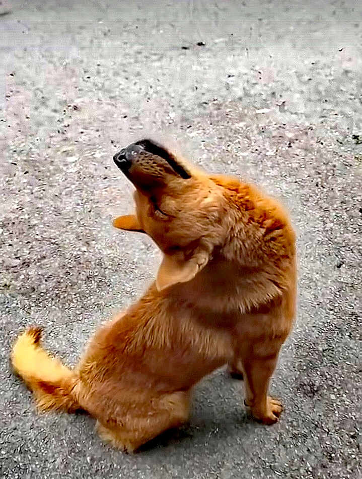 Yanick Bonneau participe au concours pour gagner de l'argent avec cette photo : dog, animal, pet, sitting, outdoor, fur, tail, brown, canine, looking_up, head_tilt, ground, gravel, alone, mammal, cute, domestic, friendly, alert, natural_light