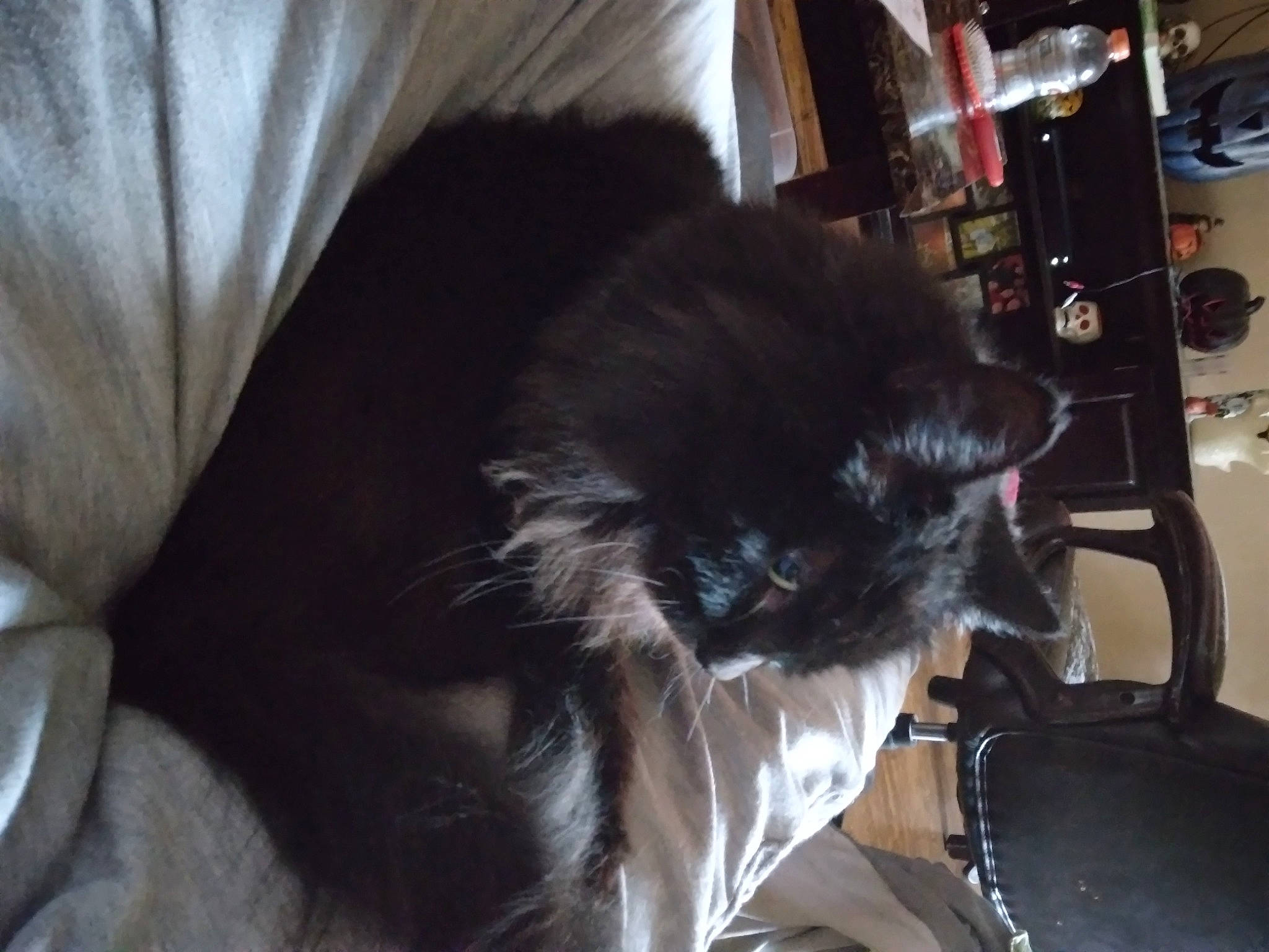 Dodge joined the competition — help win amazing prizes! black_cat, canidae, carnivore, cat, chair, claw, comfort, companion_dog, curtain, dog_breed, domestic_short_haired_cat, ear, felidae, fur, pekingese, small_to_medium_sized_cats, snout, sporting_group, tail, whiskers