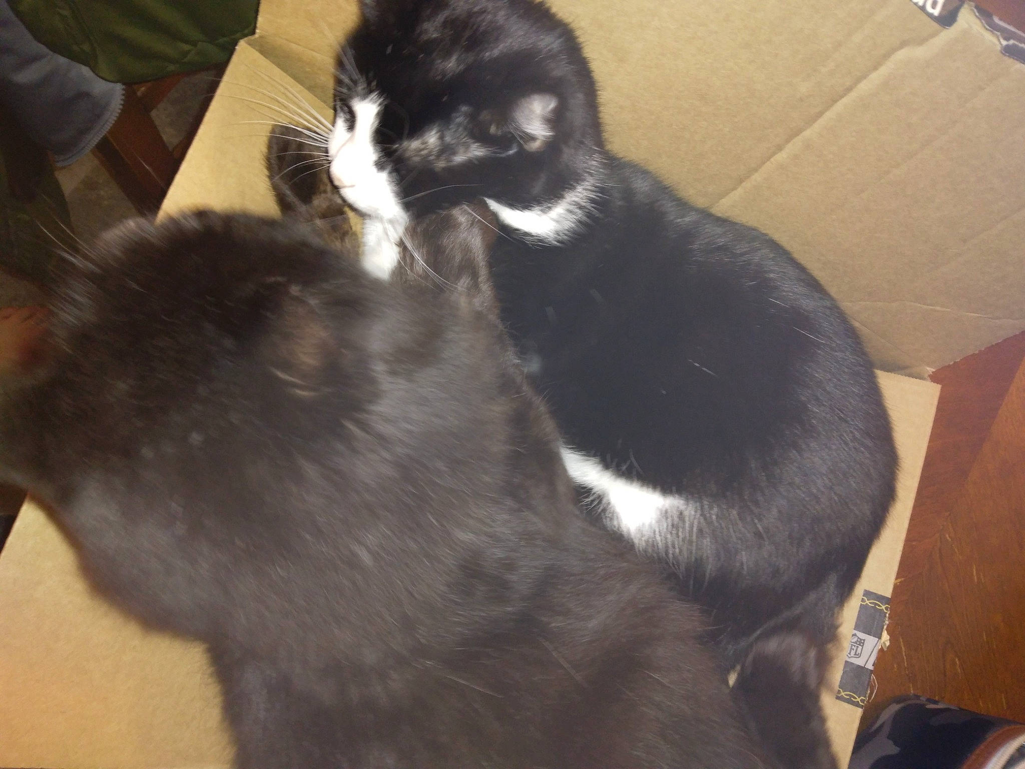 Dodge is registered to the contest to win money with this photo: carnivore, cat, comfort, dog_breed, domestic_short_haired_cat, felidae, fur, hardwood, mammal, nap, small_to_medium_sized_cats, snout, sporting_group, tail, terrestrial_animal, vertebrate, whiskers