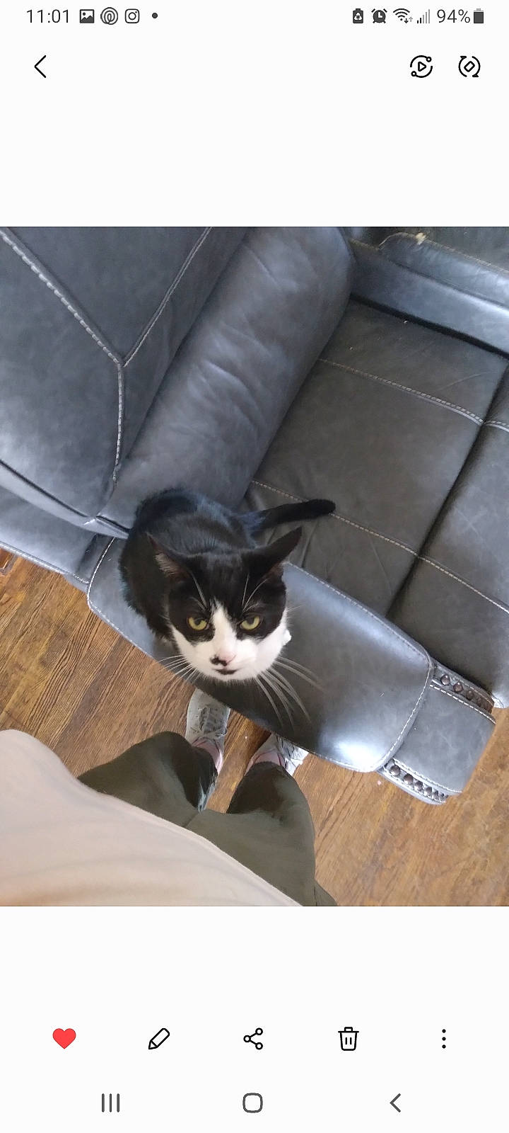 Nova is registered to the contest to win money with this photo: box, carnivore, cat, cat_supply, comfort, couch, domestic_short_haired_cat, felidae, flooring, formal_wear, fur, grey, hardwood, linens, room, small_to_medium_sized_cats, tail, textile, whiskers, wood