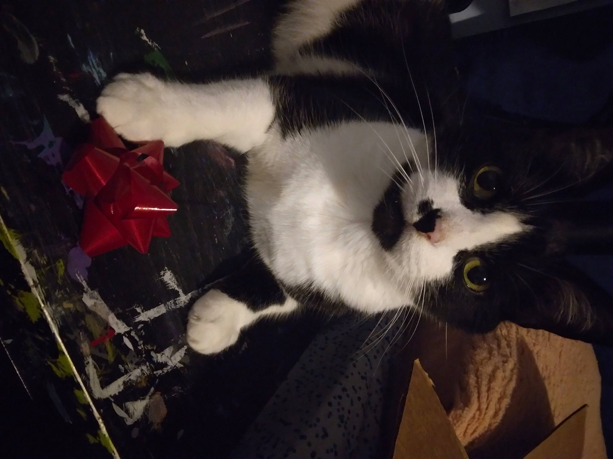 Nova joined the competition — help win amazing prizes! cardboard, carmine, carnivore, cat, claw, comfort, domestic_short_haired_cat, felidae, fur, paw, sky, small_to_medium_sized_cats, tail, whiskers