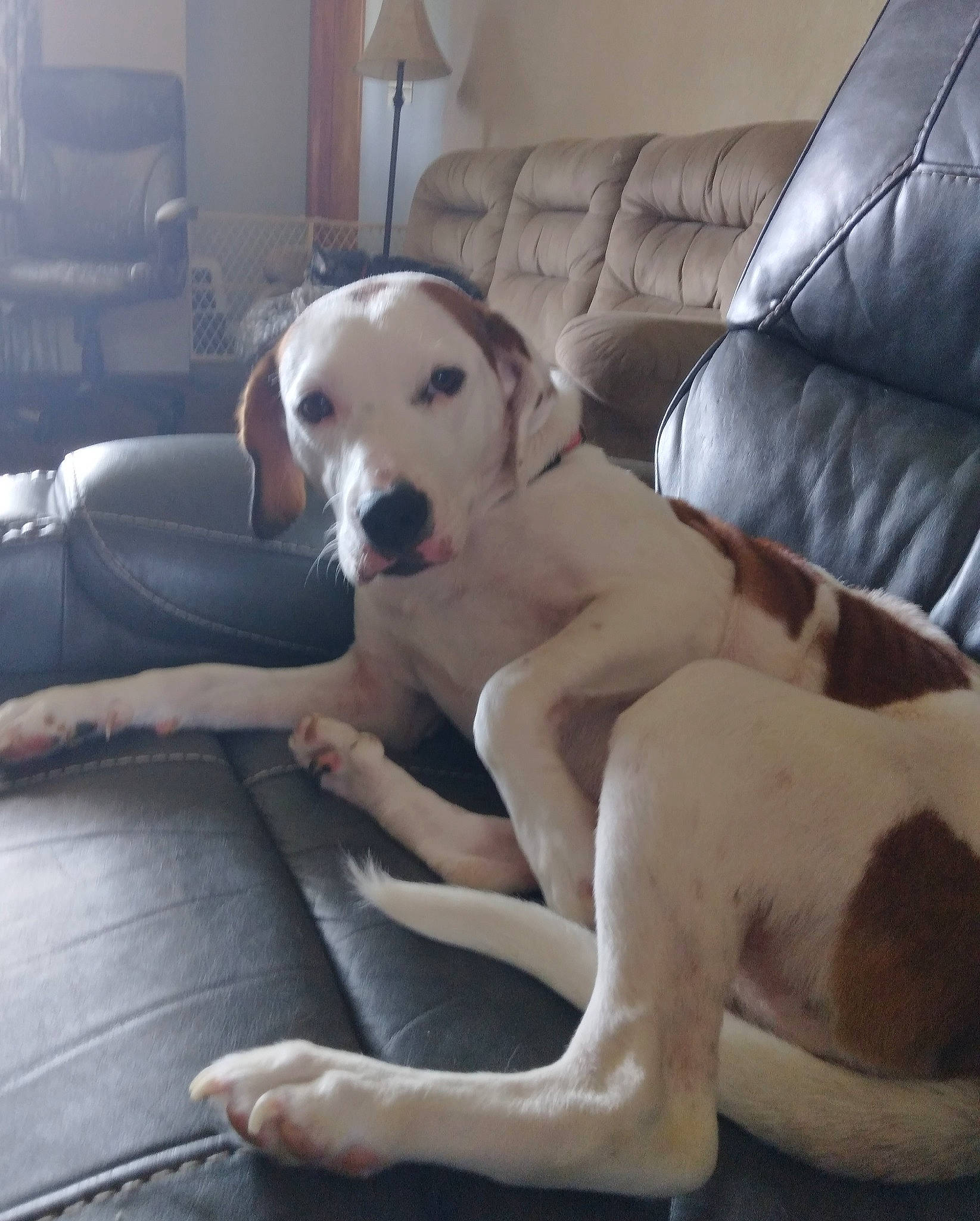 Chloe is registered to the contest to win money with this photo: carnivore, comfort, companion_dog, couch, dog, dog_breed, fawn, floor, flooring, foot, furniture, hardwood, human_leg, knee, living_room, snout, tail, thigh, wood, working_animal