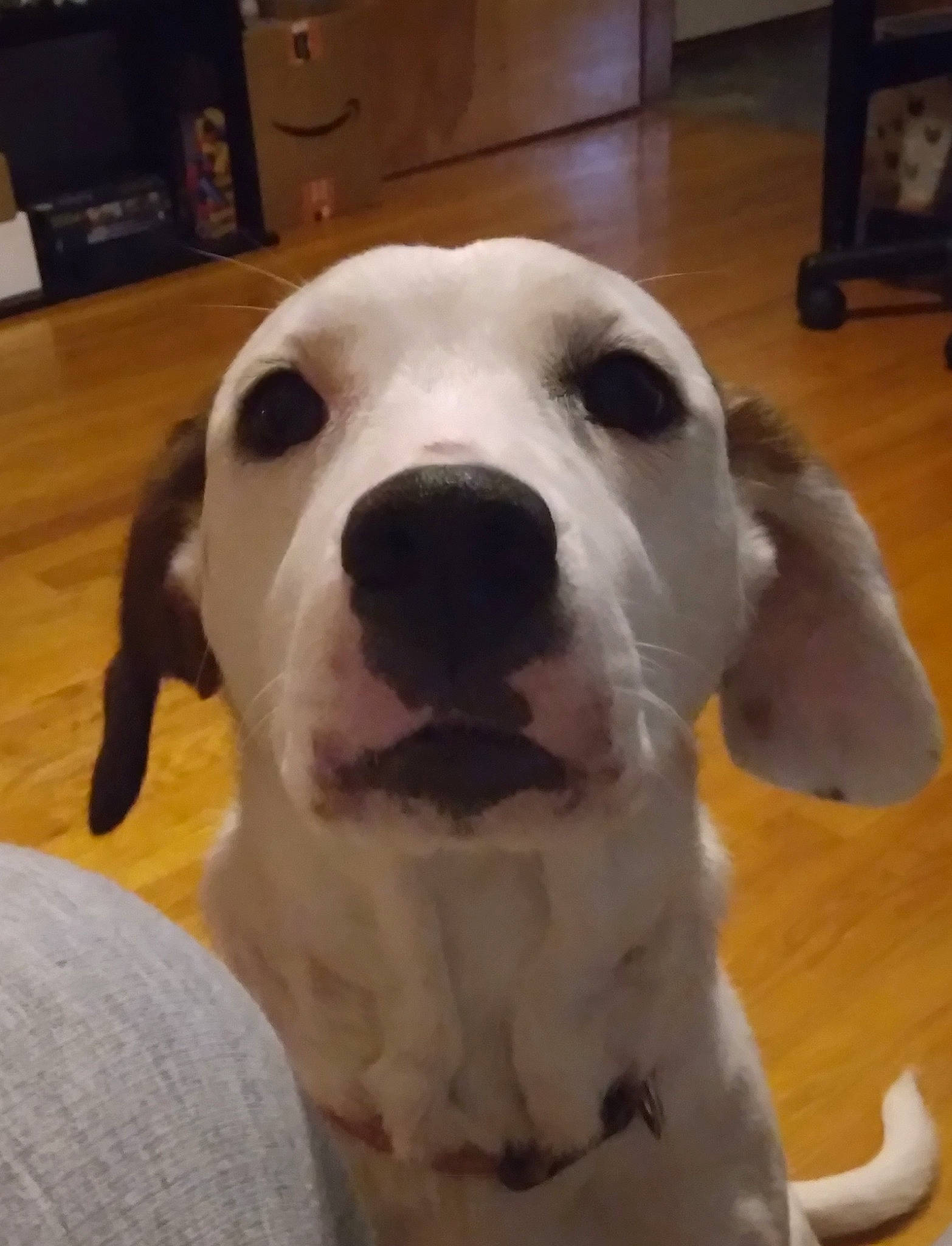 Chloe is registered to the contest to win money with this photo: cabinetry, canidae, carnivore, collar, companion_dog, dog, dog_breed, dog_collar, ear, fawn, flooring, fur, hardwood, pet_supply, snout, sporting_group, varnish, whiskers, wood, working_animal