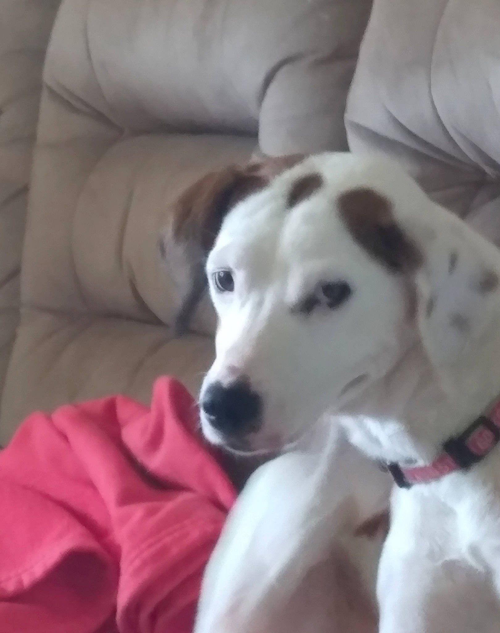 Chloe is registered to the contest to win money with this photo: canidae, carnivore, collar, comfort, companion_dog, couch, dog, dog_breed, dog_collar, non_sporting_group, pet_supply, snout, sporting_group, terrestrial_animal, whiskers, working_animal