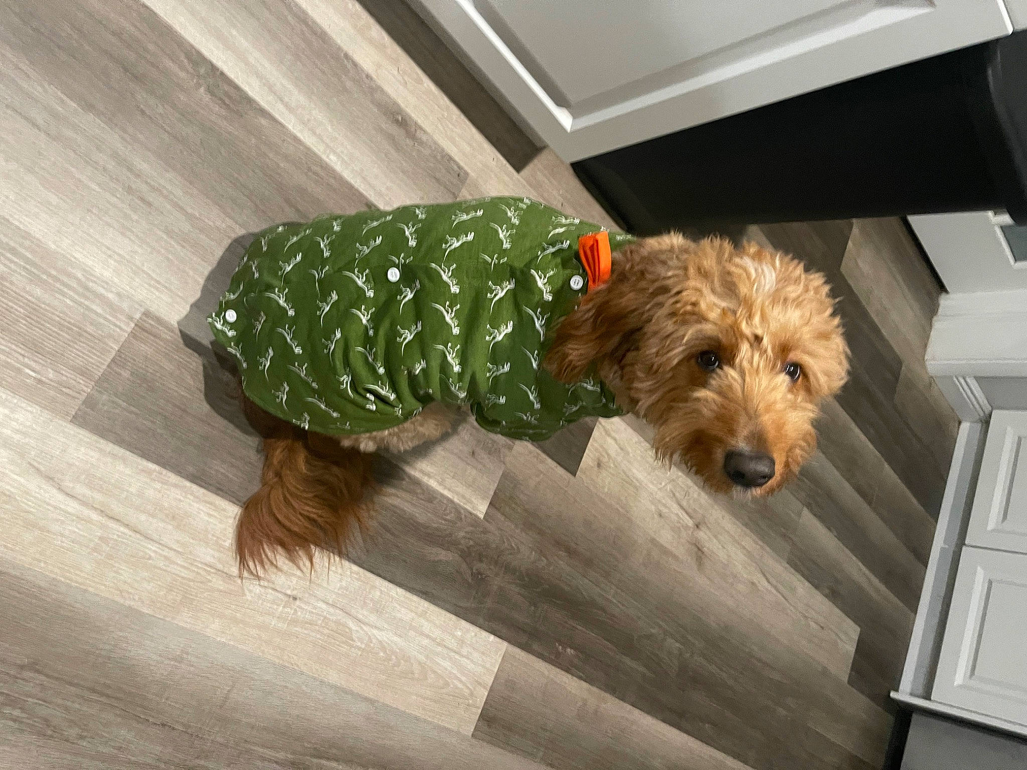 Ian joined the competition — help win amazing prizes! airedale_terrier, canidae, carnivore, companion_dog, dog, dog_breed, dog_clothes, dog_supply, flooring, fur, hardwood, liver, small_terrier, snout, sporting_group, terrier, toy_dog, water_dog, wood, wood_stain