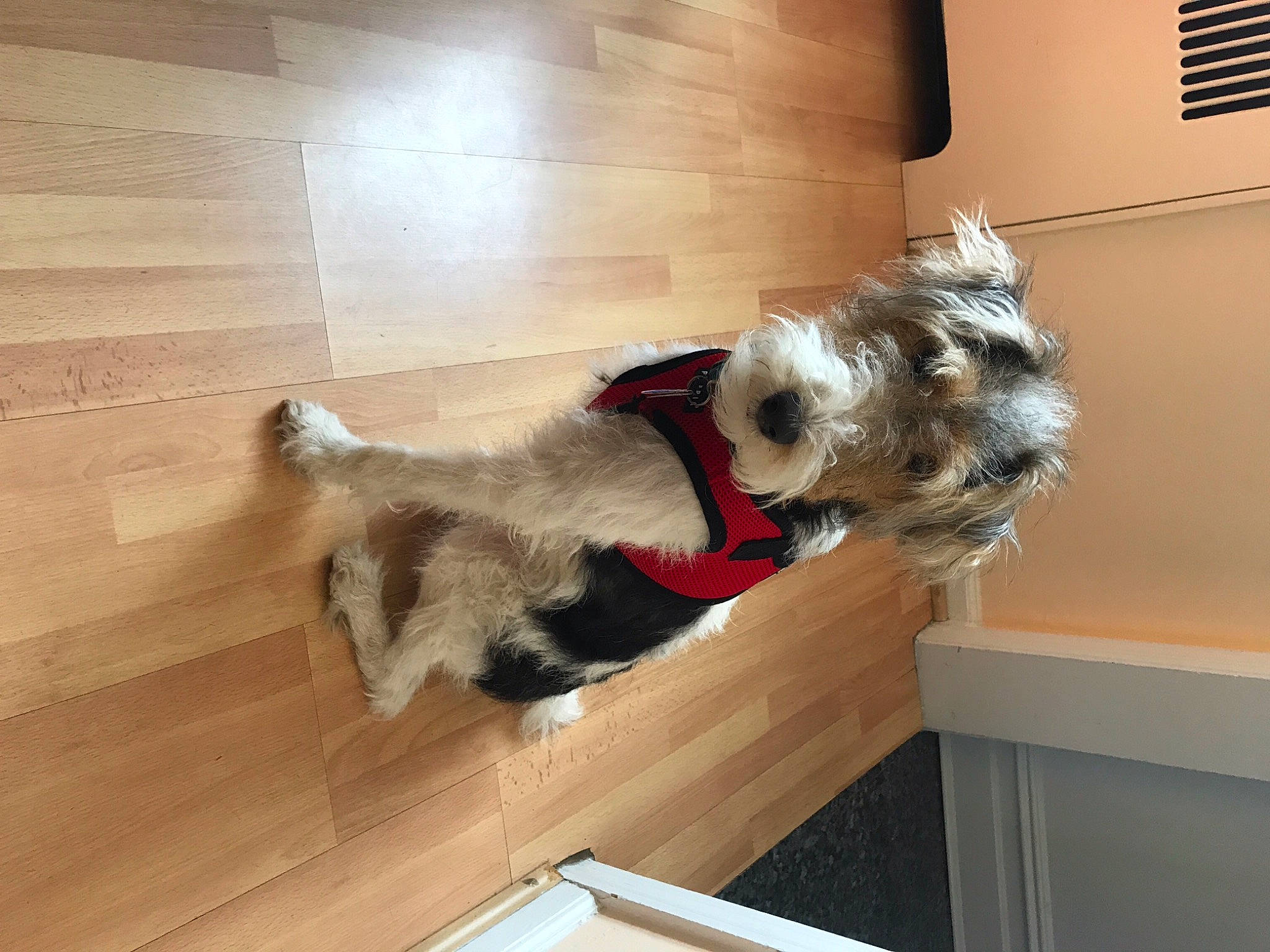 Max joined the competition — help win amazing prizes! carnivore, collar, companion_dog, dog, dog_breed, dog_supply, fawn, floor, flooring, fur, hardwood, laminate_flooring, mammal, pet_supply, tail, toy_dog, window, wood, wood_flooring, working_animal