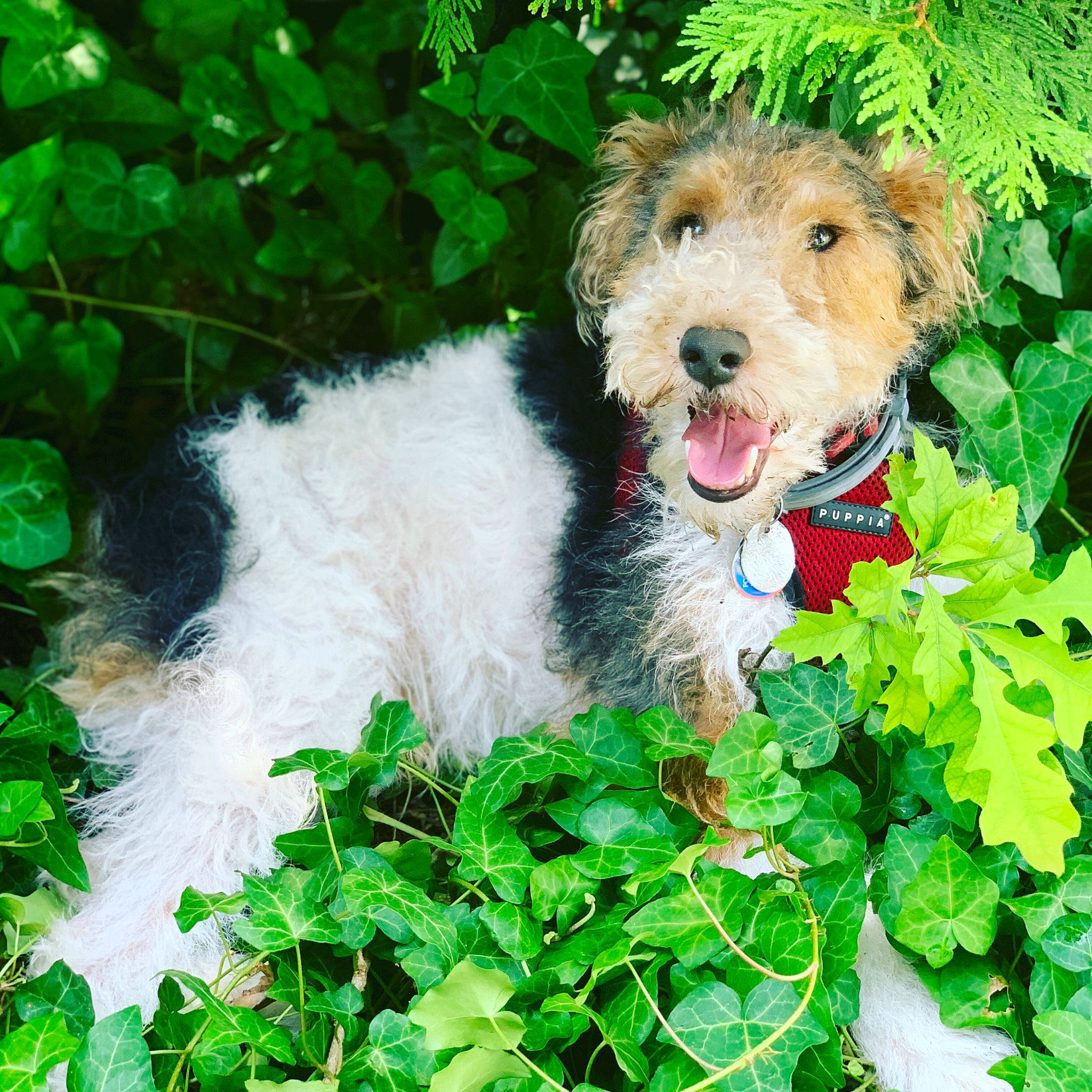 Max joined the competition — help win amazing prizes! canidae, carnivore, companion_dog, dog, dog_breed, fawn, grass, groundcover, pet_supply, plant, small_terrier, snout, sporting_group, terrier, working_animal