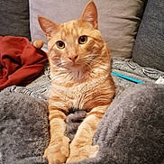 Titi a rejoint le concours — aidez-le/la à gagner de superbes lots ! cat, orange_tabby, pet, feline, indoor, cozy, blanket, cushion, fur, whiskers, ears, eyes, paws, soft, relaxed, cute, home, resting, comfort, curious