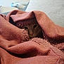 Titi a rejoint le concours — aidez-le/la à gagner de superbes lots ! cat, blanket, cozy, furry, resting, indoor, pet, animal, warm, soft, couch, fur, comfort, relaxed, cute, hiding, snuggled, face, home, feline