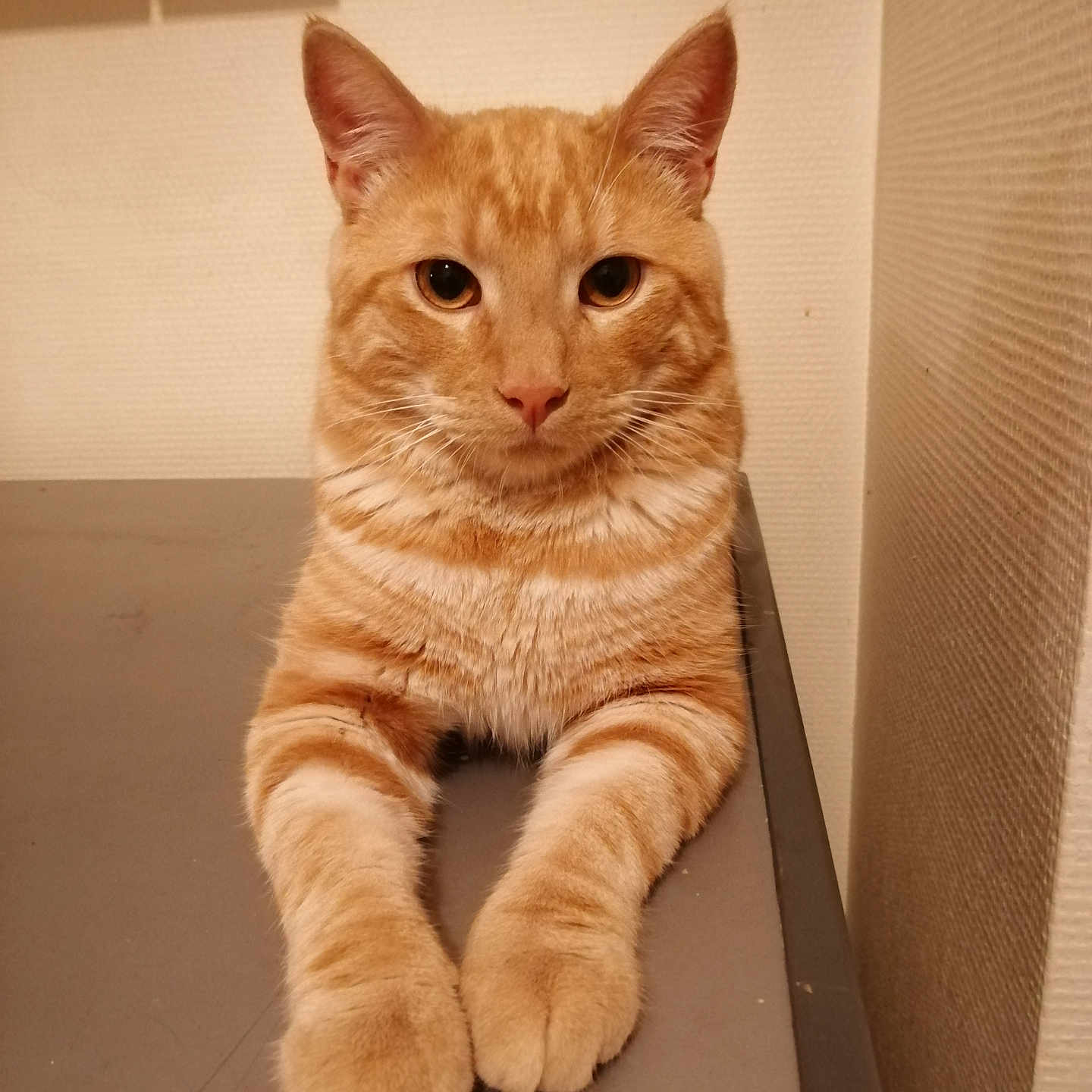 Titi
