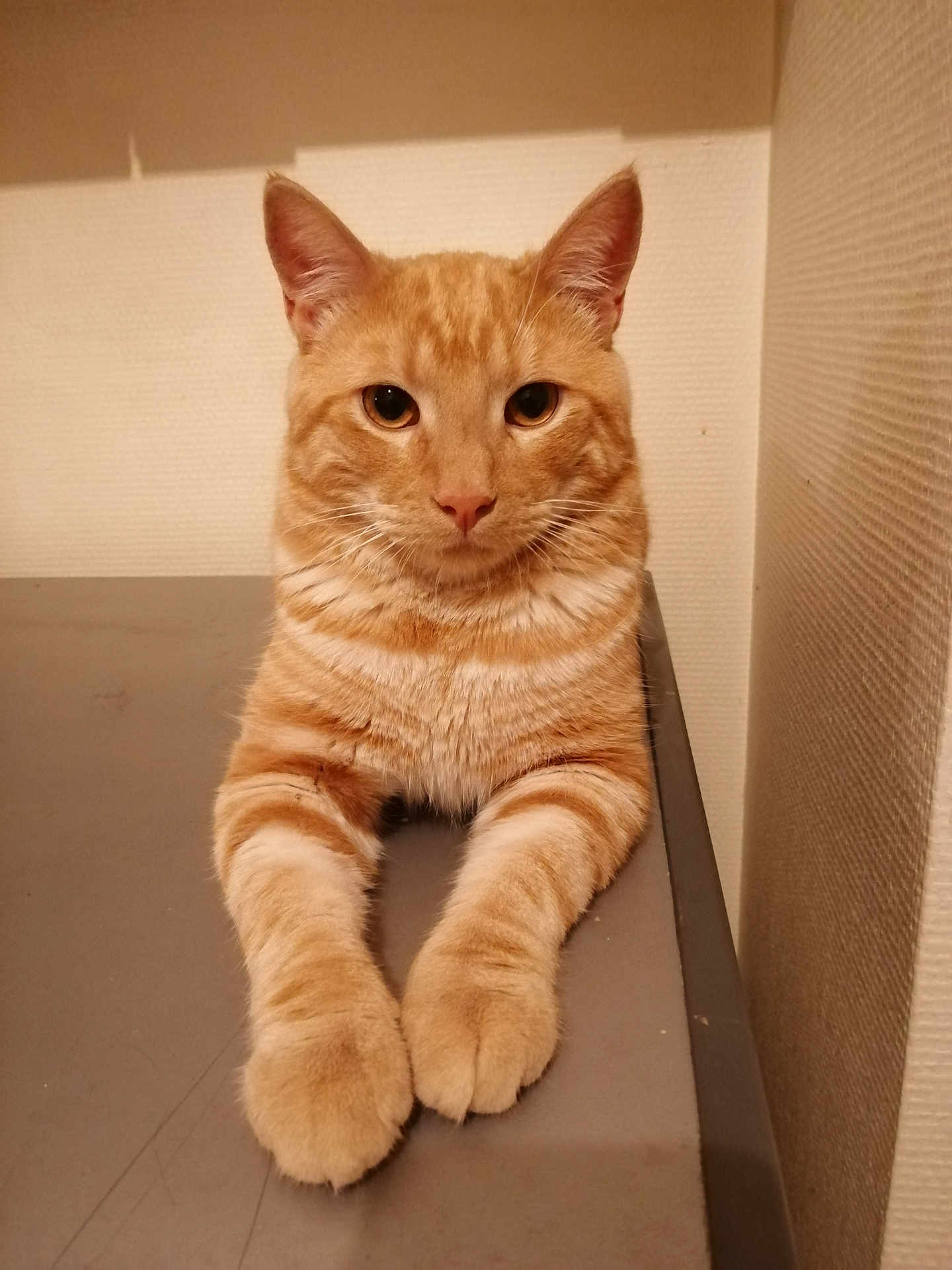 Titi
