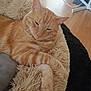 cat, ginger_cat, tabby, pet, sleepy, resting, fluffy_bed, indoor, wooden_floor, furniture, cozy, comfortable, animal, mammal, whiskers, paw, closeup, relaxed, domestic_cat, cute