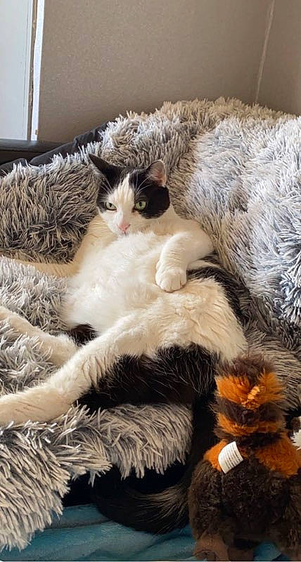 Wilson participe au concours pour gagner de l'argent avec cette photo : carnivore, cat, cat_bed, claw, comfort, domestic_short_haired_cat, fawn, felidae, fur, linens, nap, paw, small_to_medium_sized_cats, snout, tail, whiskers, wood, wool