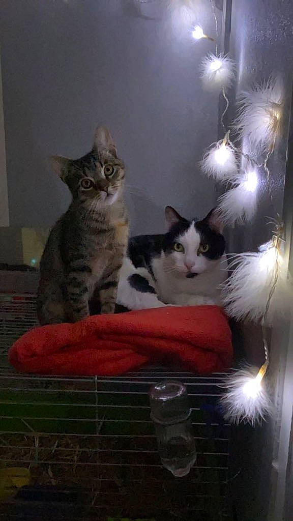 Wilson a rejoint le concours — aidez-le/la à gagner de superbes lots ! carnivore, cat, cat_furniture, cat_supply, comfort, domestic_short_haired_cat, felidae, fur, paw, pet_supply, photo_caption, room, sitting, small_to_medium_sized_cats, snout, tail, whiskers, window, wood