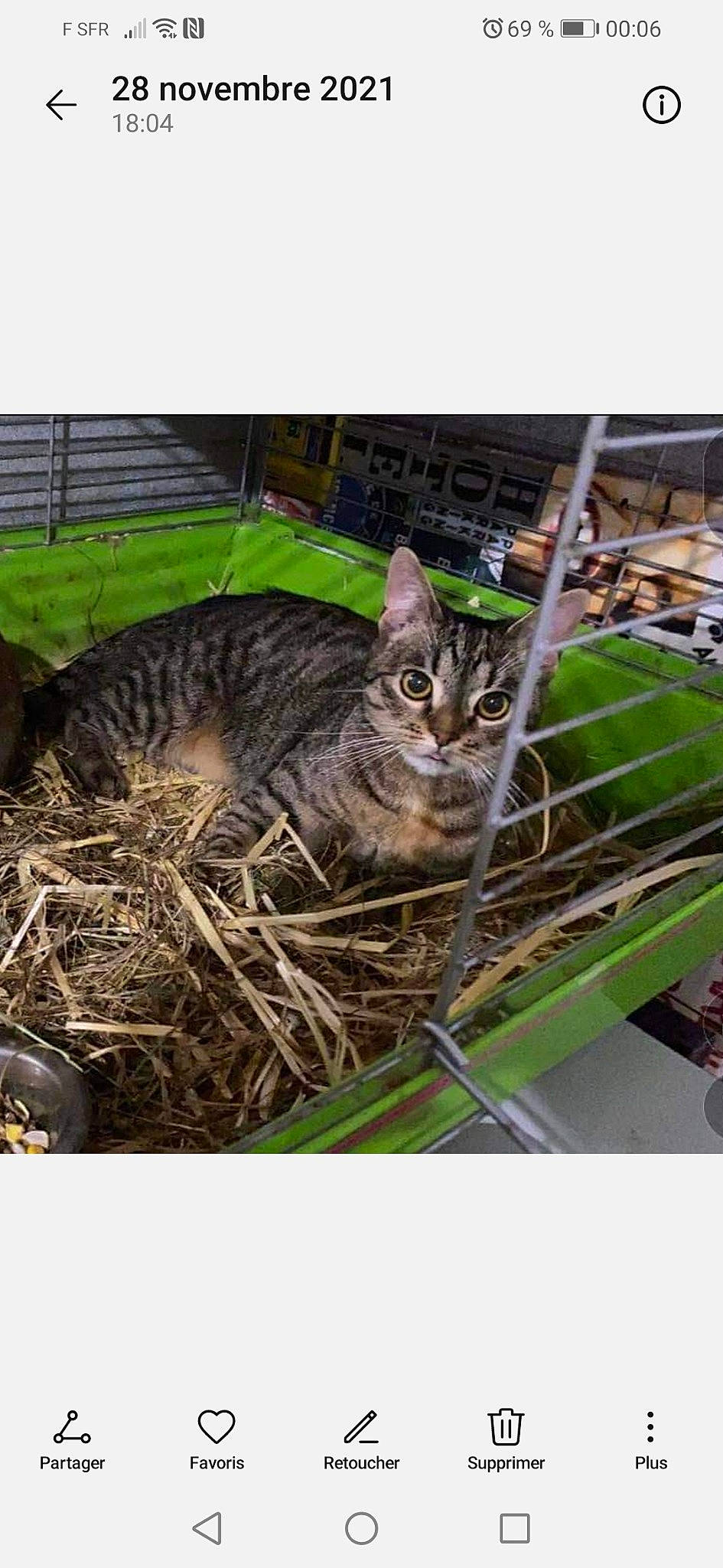 Winkye a rejoint le concours — aidez-le/la à gagner de superbes lots ! adaptation, carnivore, cat, domestic_short_haired_cat, felidae, fur, grass, metal, organism, plant, sitting, small_to_medium_sized_cats, snout, tail, terrestrial_animal, terrestrial_plant, twig, whiskers, wildlife, wood