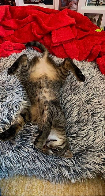 Winkye participe au concours pour gagner de l'argent avec cette photo : carnivore, cat, claw, comfort, domestic_short_haired_cat, fawn, felidae, fur, grey, linens, nap, paw, sleep, small_to_medium_sized_cats, snout, tail, terrestrial_animal, whiskers, wildlife, wood