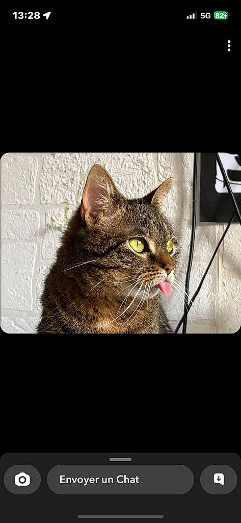 Winkye participe au concours pour gagner de l'argent avec cette photo : carnivore, cat, darkness, domestic_short_haired_cat, eye, felidae, fur, photo_caption, rectangle, small_to_medium_sized_cats, snout, terrestrial_animal, tree, whiskers, wildlife, window