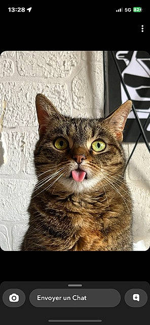 Winkye a rejoint le concours — aidez-le/la à gagner de superbes lots ! carnivore, cat, domestic_short_haired_cat, eye, felidae, fur, rectangle, small_to_medium_sized_cats, snout, terrestrial_animal, tree, whiskers, wildlife