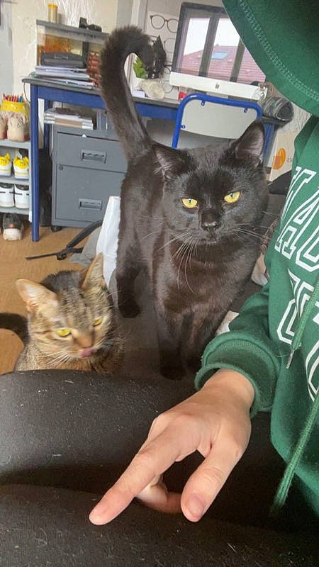 Onyx a rejoint le concours — aidez-le/la à gagner de superbes lots ! black_cat, box, carnivore, cat, claw, domestic_short_haired_cat, felidae, fur, gesture, houseplant, plant, sitting, small_to_medium_sized_cats, tail, whiskers